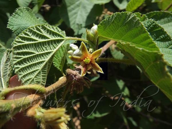 Hairy Crossberry